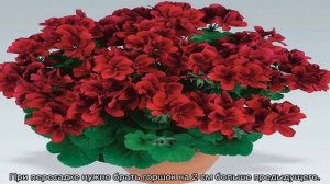 Королевская герань — условия для цветения