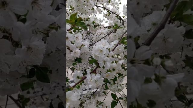 Как цветёт вишня и черешня в Узбекистане