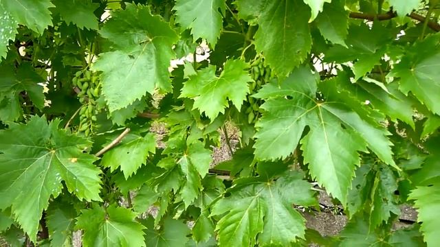 Начинающему виноградарю. Пасынки и точки роста на винограде