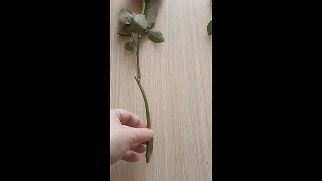 Укоренение розы из букета