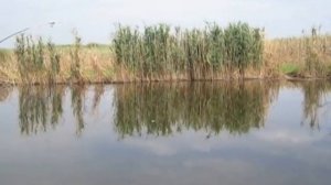 Рыбалка ловля белого амура в Ростовской области / fishing for white Amur in the Rostov region
