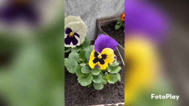 Анютины глазки на нашем балконе!@olgausakova.3163 ,@tamarausakova74 смотреть онлайн