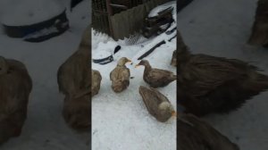 кролики роют норы