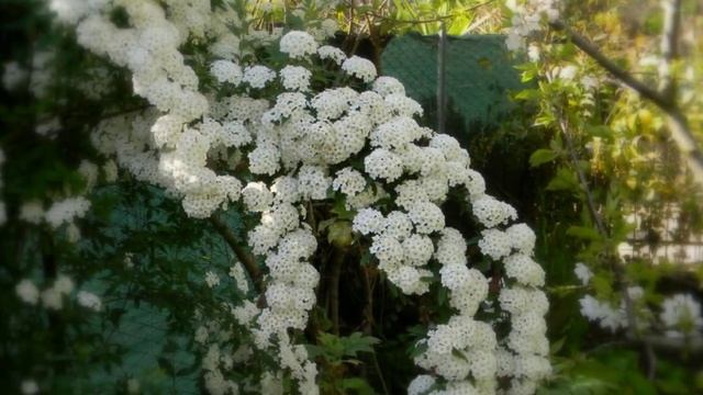 spirea vanhouttei смотреть онлайн