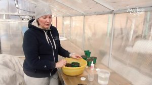 Сажаем перцы и сеем кабачок в теплицу. Что положить в лунку, чем заправить грядки для перцев.