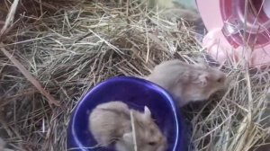 Джунгарские хомяки разных цветов