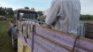 Внесение БОРа и КАРБАМИДа на подсолнух