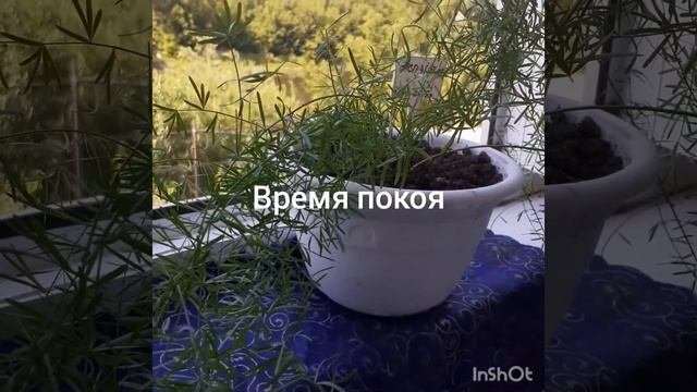 #аспарагус #правилаухода #этоинтересно Аспарагус .Уход.