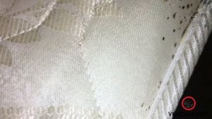 Постельные клопы в комнате коммунальной квартиры( Обработка от клопов в СПБ 2021 - 2 )