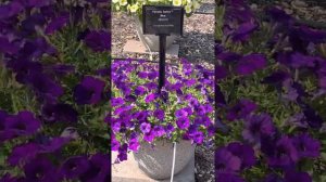 Blue Petunia comparison at Mast Young Plants