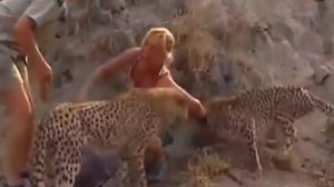 Гепард напал на девушку / Дура спровоцировала нападение гепарда