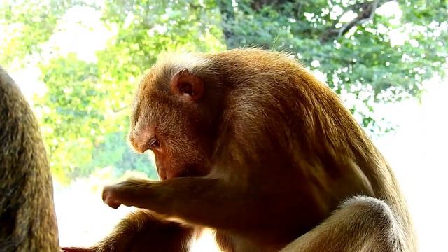 Amazing !! Monkey Grooming & Very Cutest ASMR Monkey Grooming смотреть онлайн
