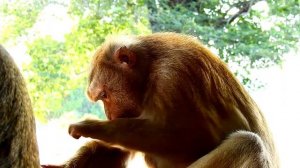 Amazing !! Monkey Grooming & Very Cutest ASMR Monkey Grooming