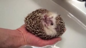 Смешные ежики. Подборка 2015!