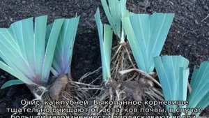 Когда пересаживать ирисы после цветения