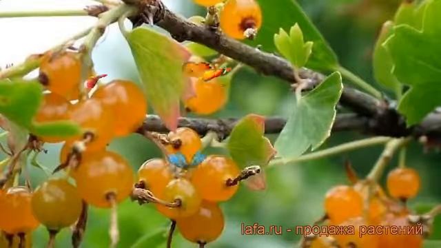 Смородина золотистая Ляйсан (ribes aureum) ? Ляйсан обзор: как сажать, саженцы смородины Ляйсан смотреть онлайн