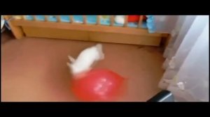 Смешные кролики. Подборка Топ 7