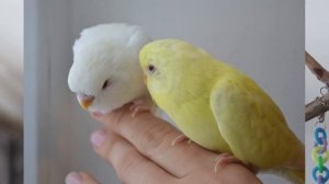 КАК ОПРЕДЕЛИТЬ ПОЛ ВОЛНИСТИКА? | ОПРЕДЕЛЯЕМ ПОЛ С ПОМОЩЬЮ ГЕНЕТИКИ | Aoi Inko