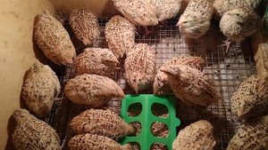 Перепела техасцы и фениксы.