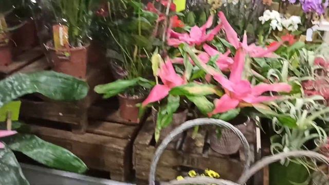 В цветочном магазине🌱🌺