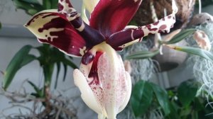 Stanhopea tigrina var.nigrovialacea  "Стангопея Тигрина" ..путаница разрешилась