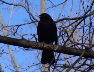 Песня чёрного дрозда