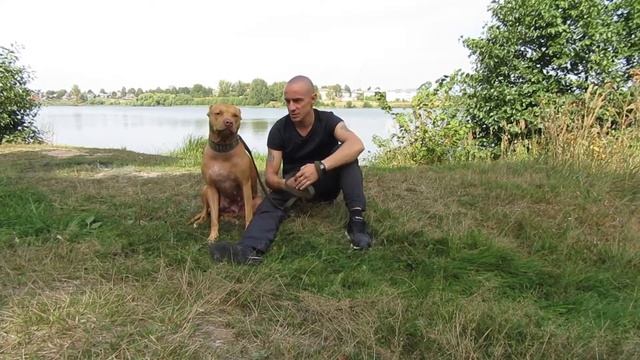 Питбультерьер порвал весь дом.//Как быть/#apbt #апбт#питбуль#питбультерьер#собака