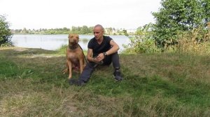 Питбультерьер порвал весь дом.//Как быть/#apbt #апбт#питбуль#питбультерьер#собака