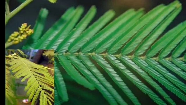 Екатерина Румянцева, воспитатель Школы № 2031. Мимоза смотреть онлайн