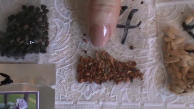 Обзор семян с AliExpress | Экзотические семена смотреть онлайн