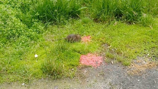 Травлю крыс на природе возле работы отравить всех крыс, крысы достали как отравить и чем, избавится смотреть онлайн