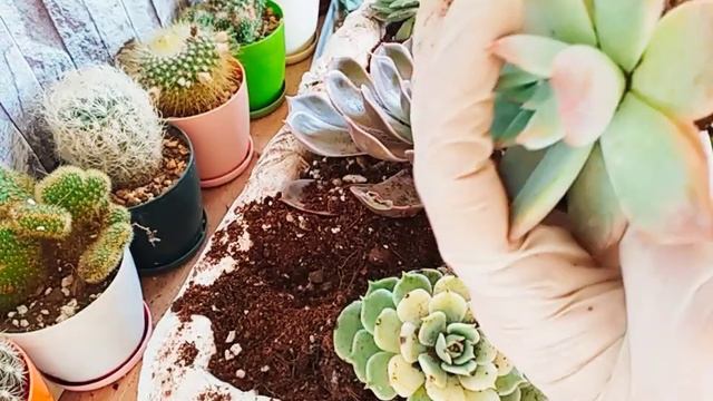 Echeveria AranjmanYapımı #Echeveria #Succulent смотреть онлайн