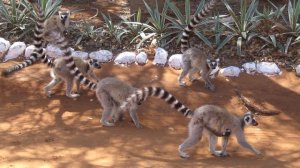 Ring-tailed Lemur Sounds and Pictures ~ Learn The Sound A  Ring-tailed lemur Makes ~ Animal Sounds