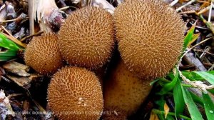 Дождевик вонючий (Lycoperdon nigrescens)