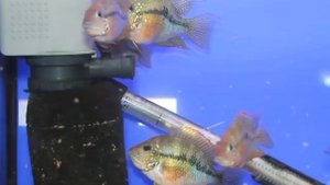 Все О Домашних Животных: Цихлазома Элиота