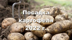 Посадка картофеля 2022 г. Сорта картофеля.
