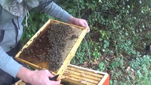 Сборка пчёл в зиму. смотреть онлайн