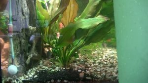 Добавление грунта в аквариум. Попытка вырастить почвопокровное растение. Adding soil to the aquariu