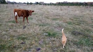 Работа алабая на пастбище