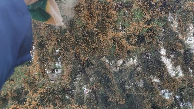 Пыльца,кипариса пирамидального смотреть онлайн