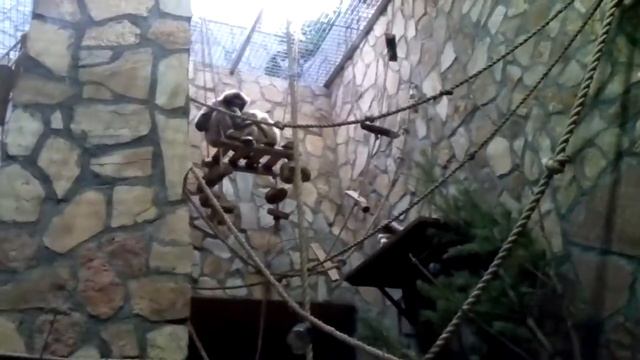 Семья белоруких гиббонов смотреть онлайн