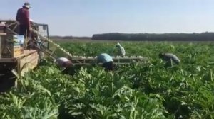 Уборку цукини транспортером НОУТ-3