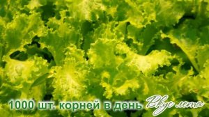 Круглогодичный бизнес по выращиванию зелени!