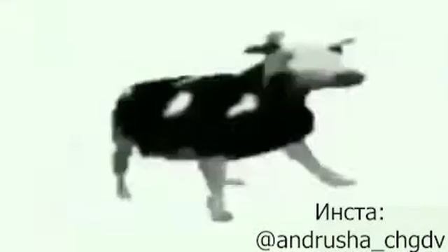 МИНУС УШИ!!! КОРОВА ЕБАНУЛАСЬ И ТАНЦУЕТ ПОД ПОЛЬСКИЙ РЕП ЦЕЛЫЙ ЧАС (BASSBOOSTED) смотреть онлайн