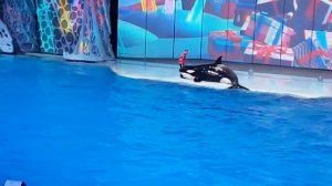 Москвариум Новогодний мюзикл с участием морских животных