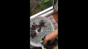 Сушим зелень в сушилках EZIDRI