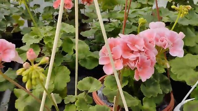 Сравнение пеларгонии. Pac Salmon Queen , Pac Calais. Вывод. смотреть онлайн