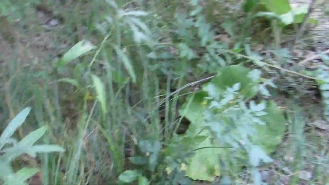 За груздями смотреть онлайн