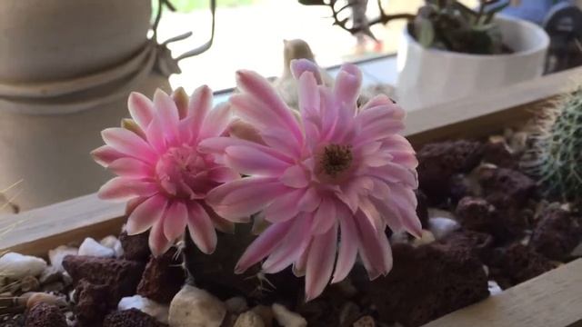 Gymnocalycium Mihanovichii Cactus is Flowering смотреть онлайн