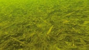 Реакция окуня на Балду /Подводные съёмки  Атака окуня под водой Балда на окуня с магазина